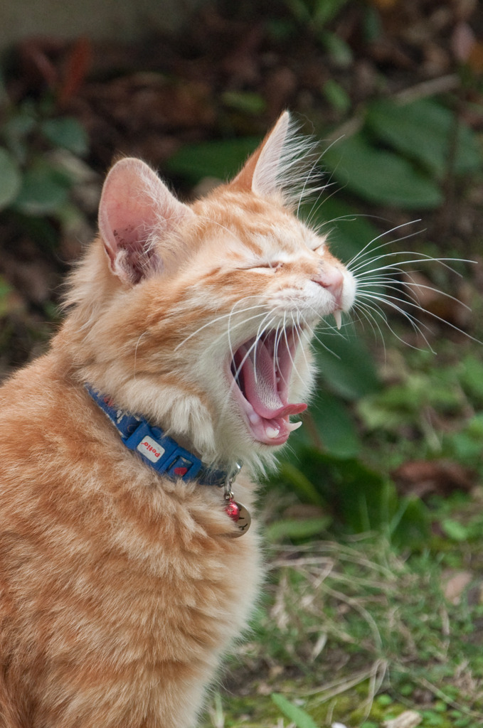あくびねこ