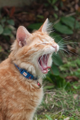 あくびねこ
