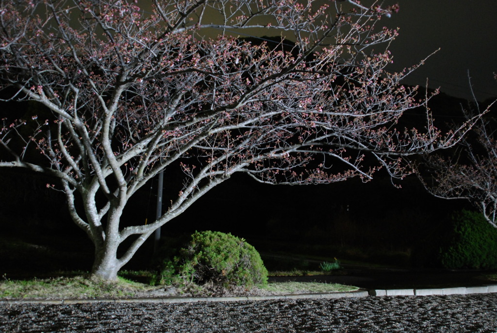 ２００９年の桜（夜）