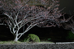 ２００９年の桜（夜）