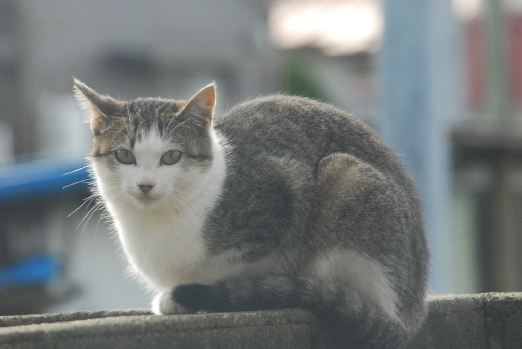 庭の塀のノラ２