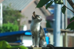 庭の塀のノラ１