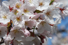 ２００９年の桜（昼）