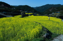 徳島県神山町　菜の花の里