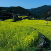 徳島県神山町　菜の花の里