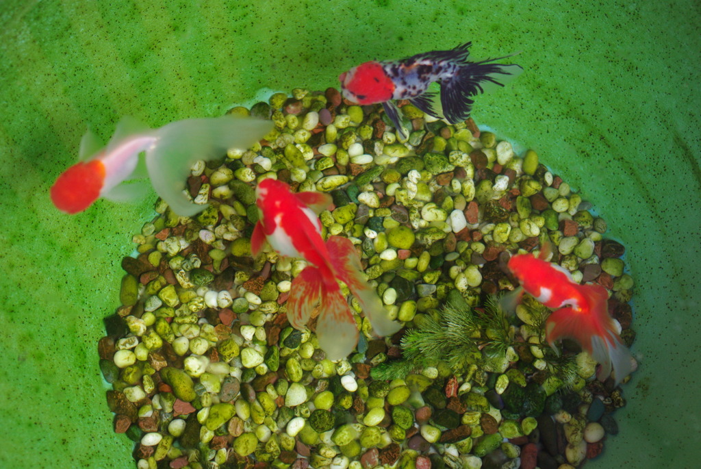 金魚たち