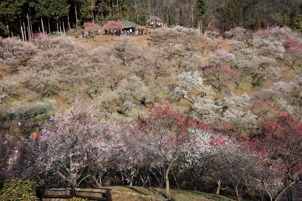 吉野梅郷