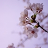 淡桜