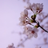 淡桜