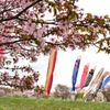 桜の木の下で