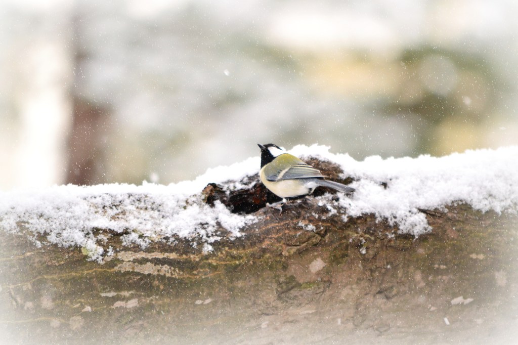 雪が降ってきたょ。