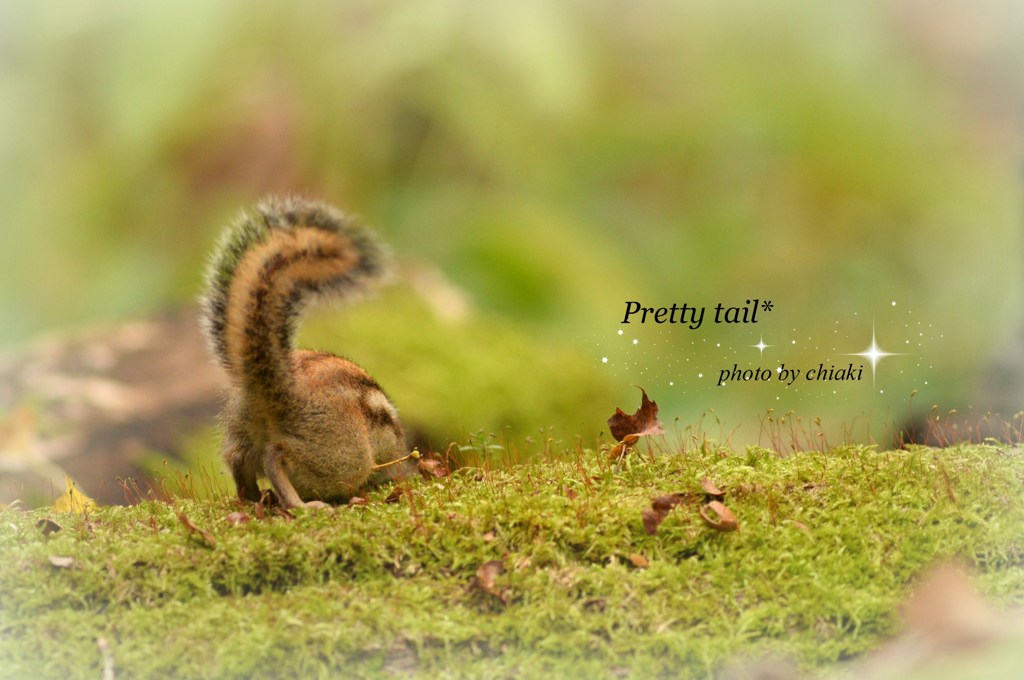 pretty tail*