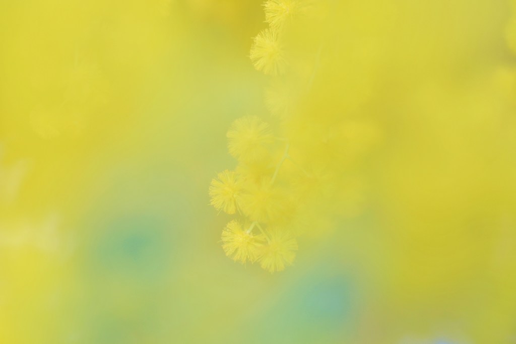 浅き夢