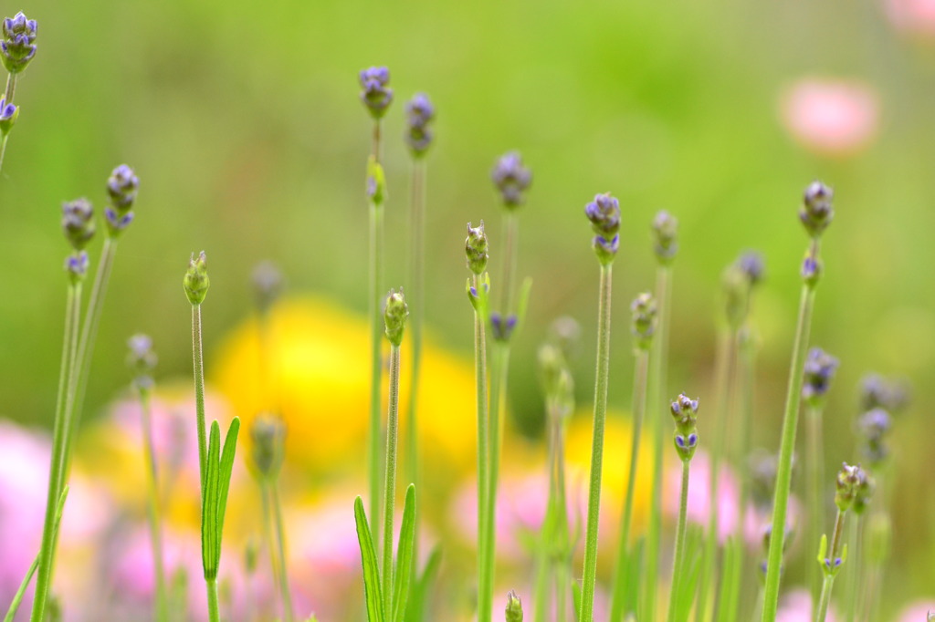My garden☆