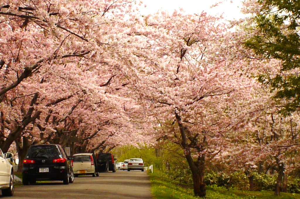桜☆トンネル