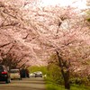桜☆トンネル