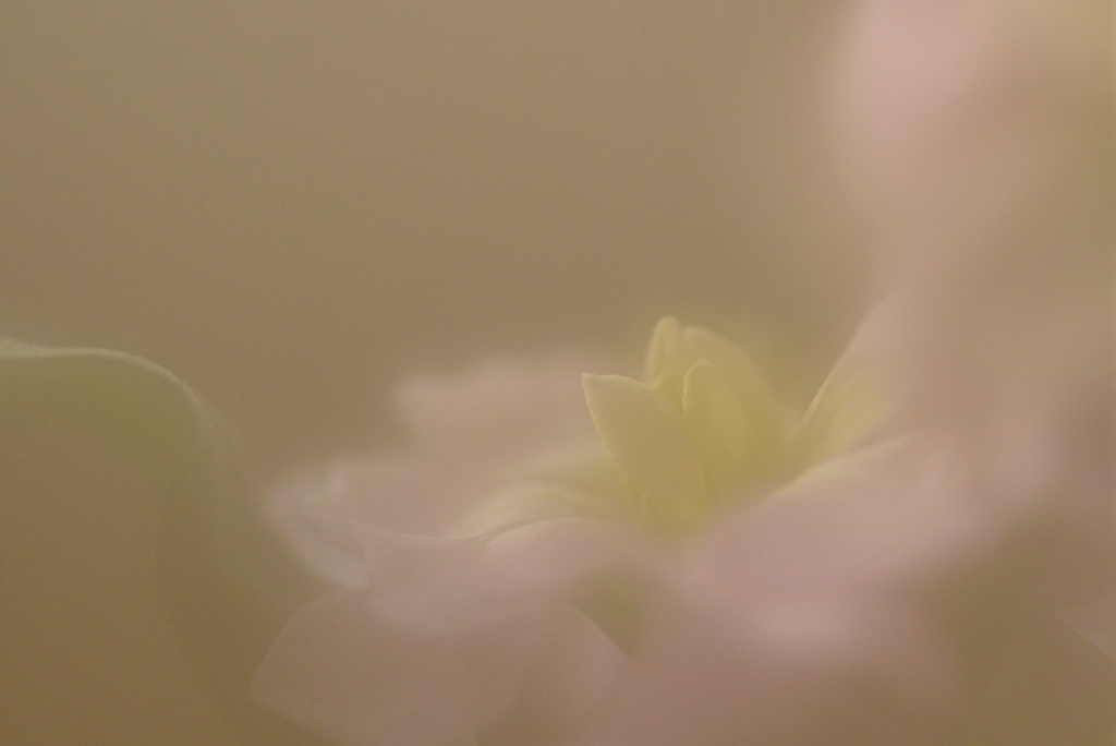 Fuzzy*