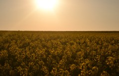 Yellow evening 