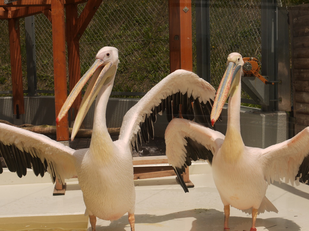 モモイロペリカン☆