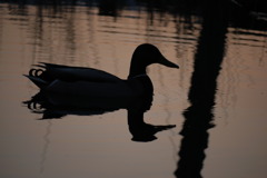 shadow