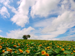 四季彩の丘（夢の様な風景）