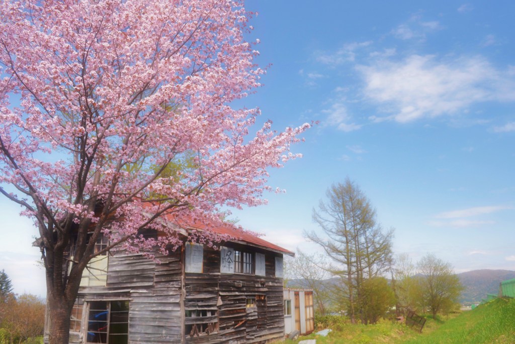 おじいさんの桜。