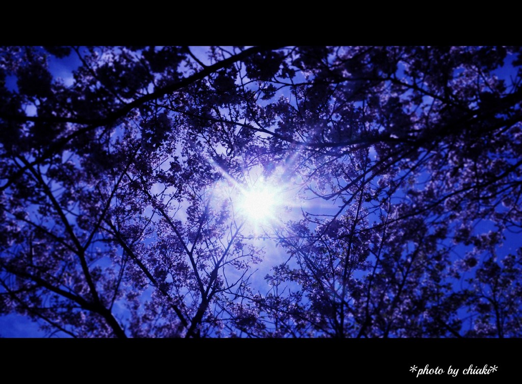 Looking At The Sun＆Sakura☆