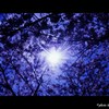 Looking At The Sun＆Sakura☆