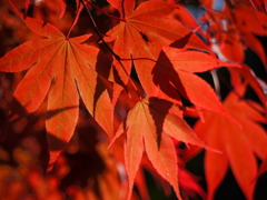 くれない（紅）