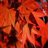 くれない（紅）
