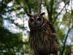ウサギフクロウ