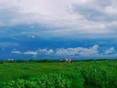 雲柄の壁紙