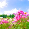 夏のコスモス