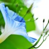 朝顔