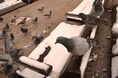 鳩が～～