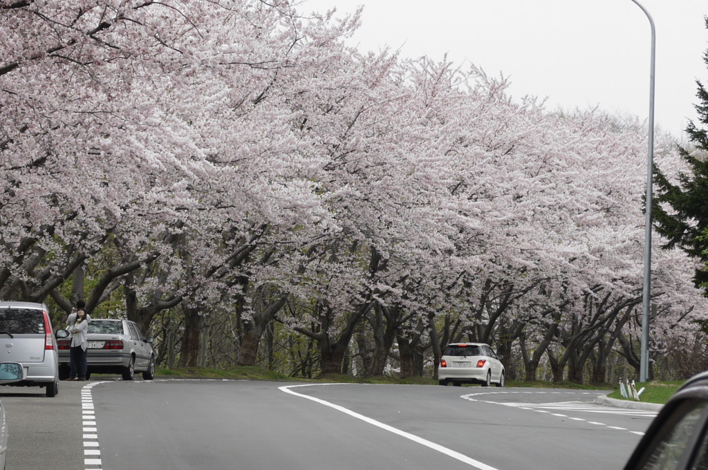 桜のお出迎え☆