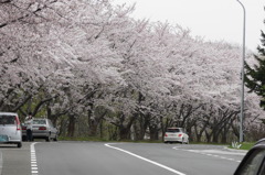 桜のお出迎え☆
