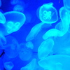 浮遊生活