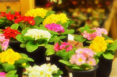 お花屋さん♪