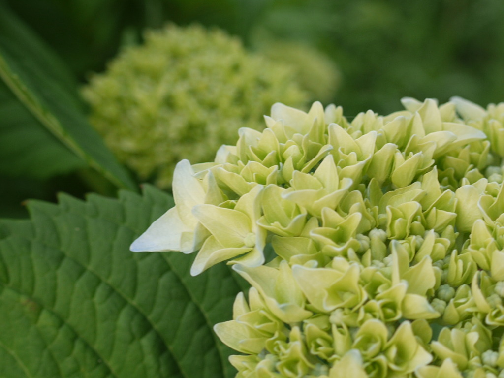 北の紫陽花