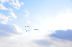 fly ,,,