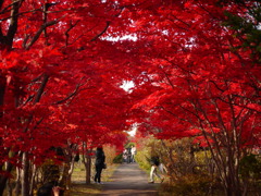 紅のトンネル