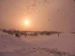 粉雪、舞う