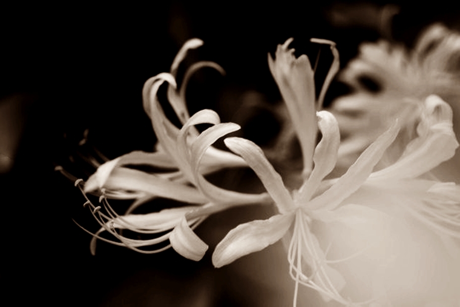 曼珠沙華