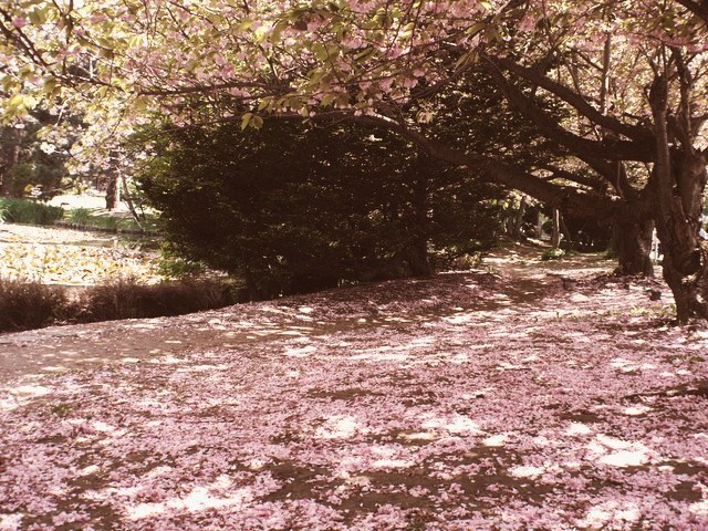 過ぎ去りしころ