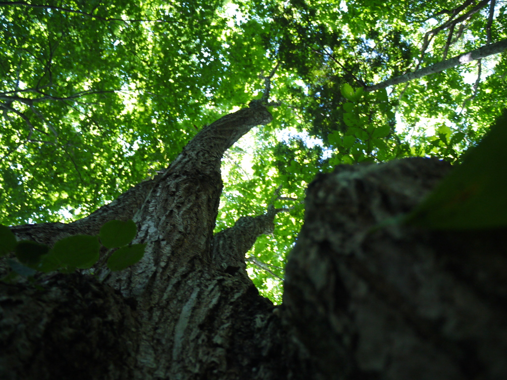 大きな栗の木の下で