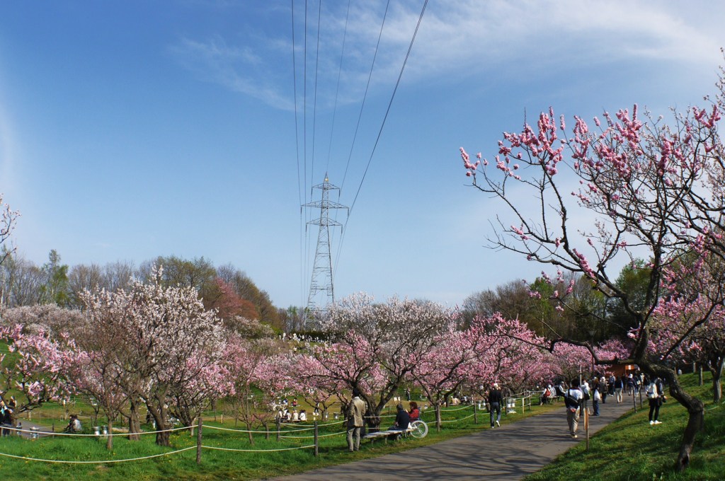 お花見日和♪