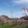 お花見日和♪