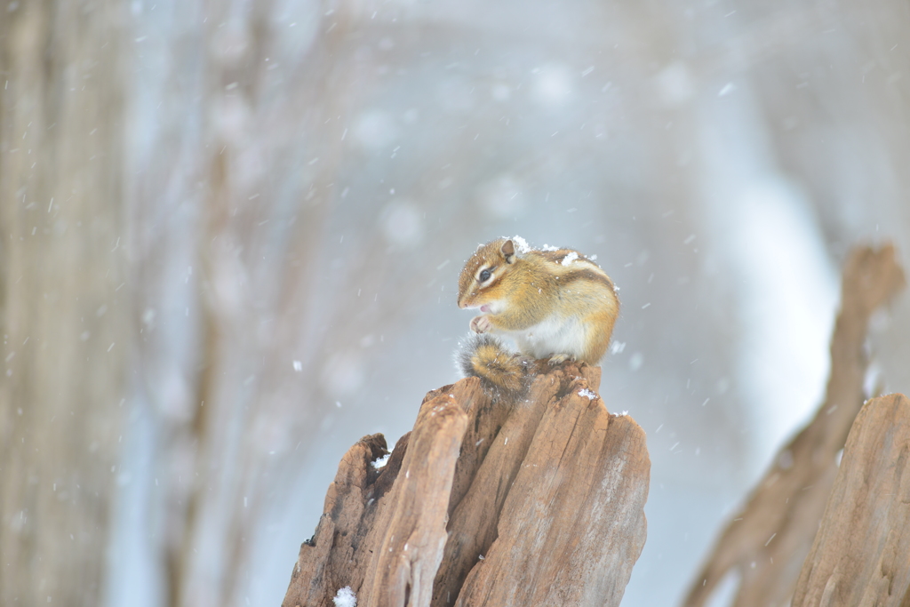 春の雪