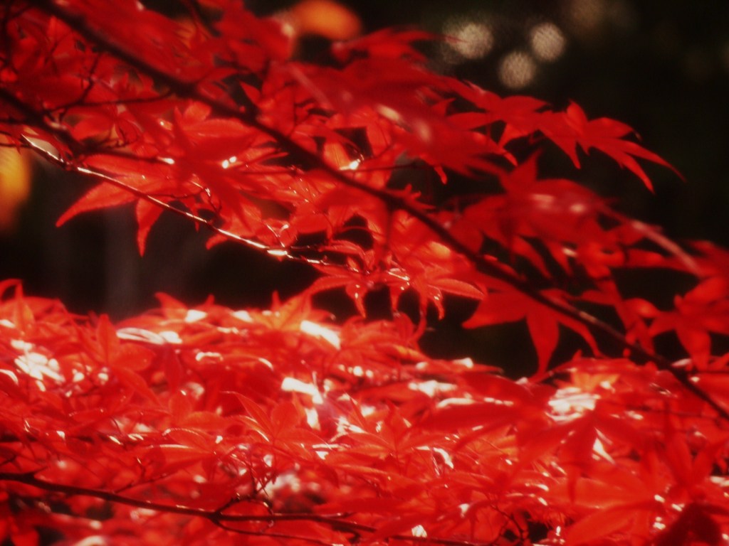 光あびて。。紅い川